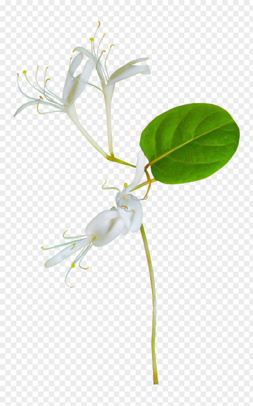 Flower Plant Pedicel Honeysuckle Stem PNG