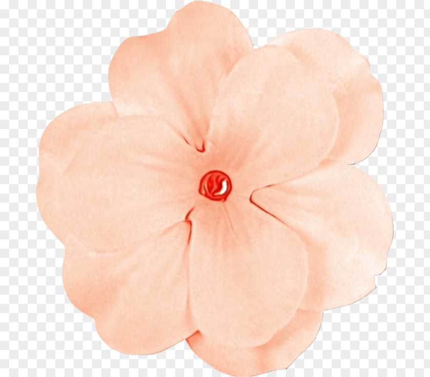 Perennial Plant Geranium Petal Pink Flower Impatiens PNG