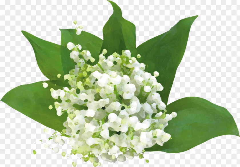 Real Flower Clip Art Lily Of The Valley Image Desktop Wallpaper PNG