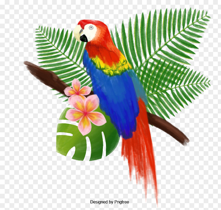 Bird Parrot Vector Graphics Clip Art PNG