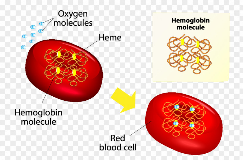 Blood Red Cell Hemoglobin Anatomy PNG
