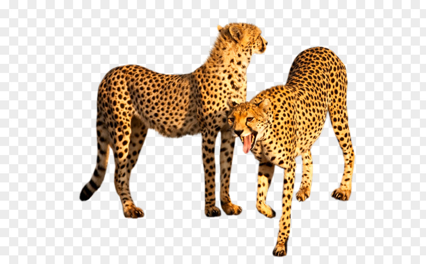 Cheetah Leopard Felidae Tiger Big Cat PNG