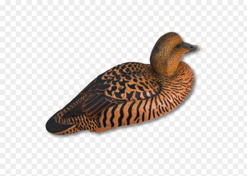 Duck Mallard Beak Fauna Fowl PNG