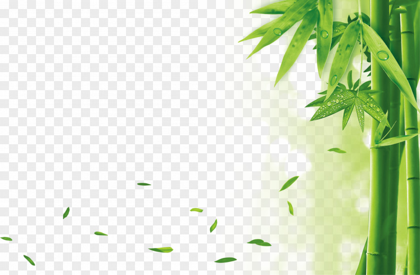 Environmentally Friendly Material Bamboo Yela Drawing PNG