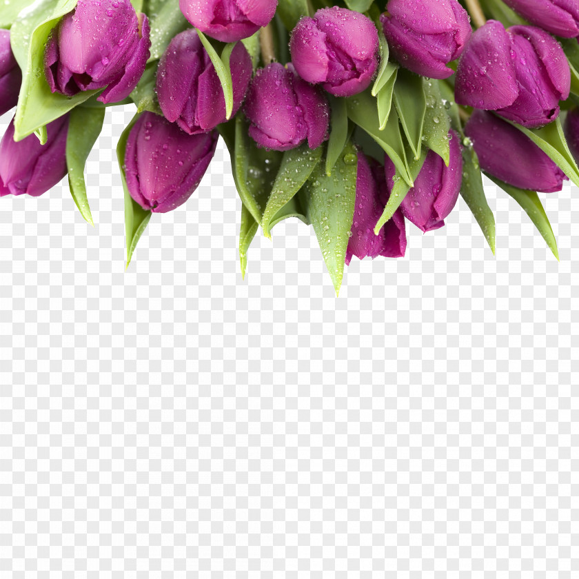 Many Tulip Purple Flower Stock Photography Wallpaper PNG