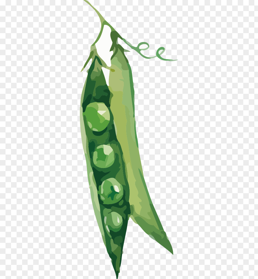 Pea Vegetable Illustration PNG