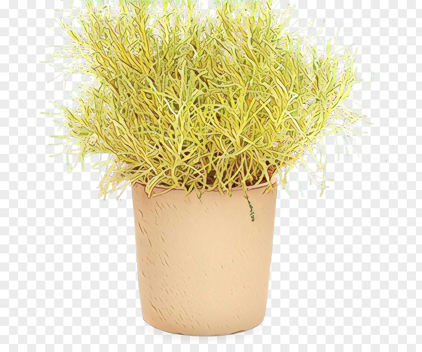 Perennial Plant Houseplant Grass Flower PNG