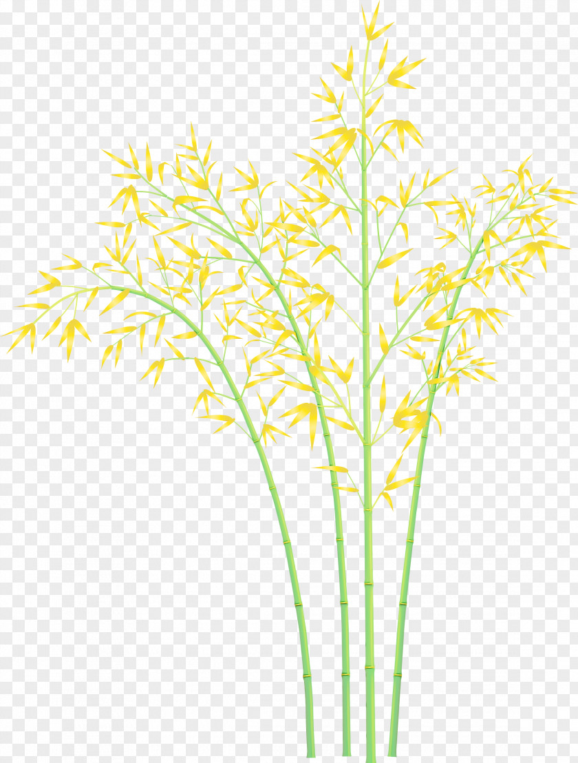 Plant Yellow Grass Family Stem PNG