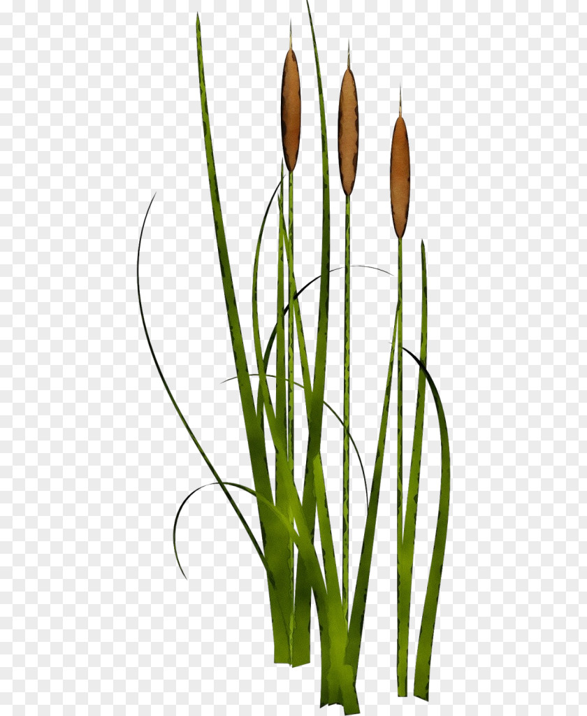 Tulip Grass Plant Bulrush Flower Soft Flag Family PNG