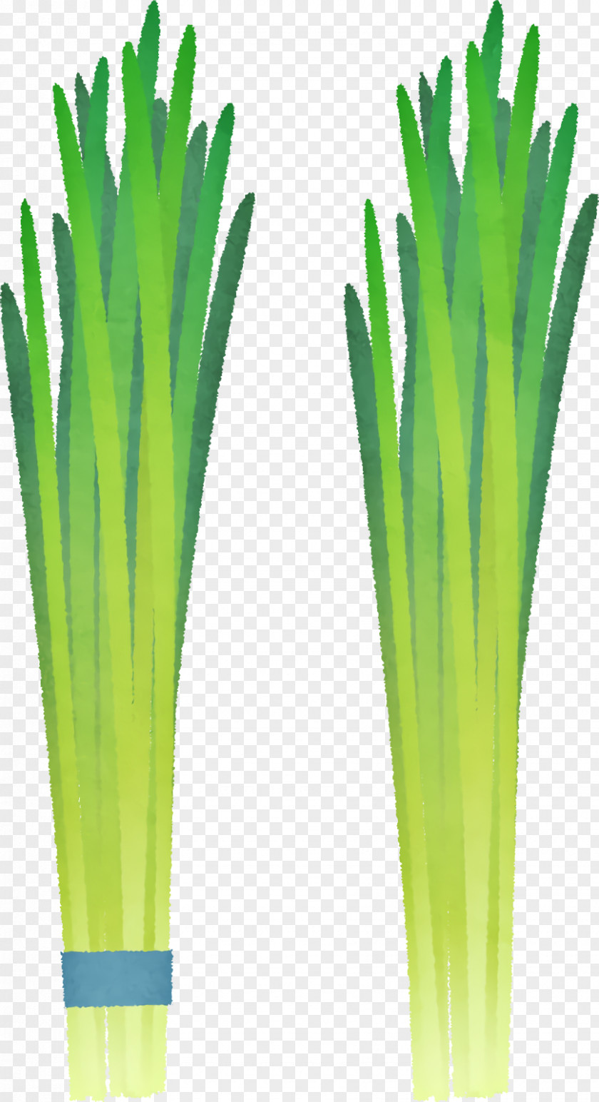 Welsh Onion Commodity Herb Onions PNG