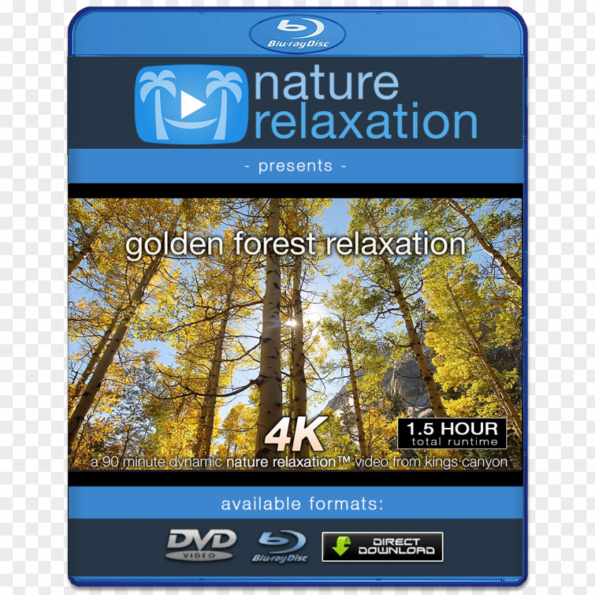 Forest Scenes 4K Resolution 1080p High-definition Video Television Display PNG