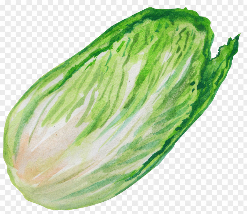 Hand Painted Cabbage Chinese Leaf Vegetable PNG