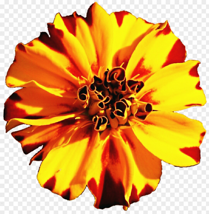 Marigold Mexican Flower Tagetes Lucida Annual Plant Clip Art PNG