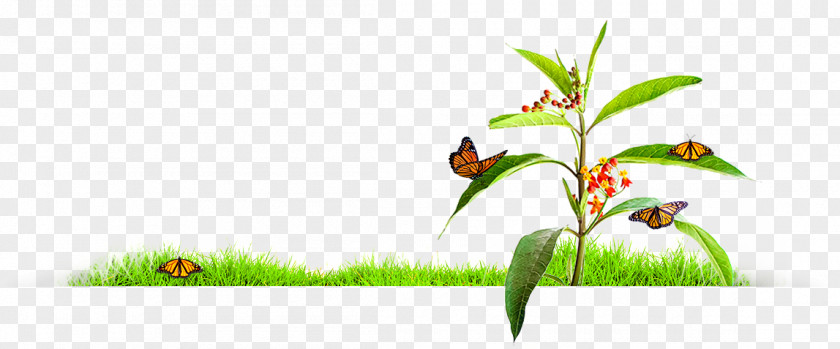 Perfect Flyer Insect Grasses Plant Stem Illustration Flower PNG