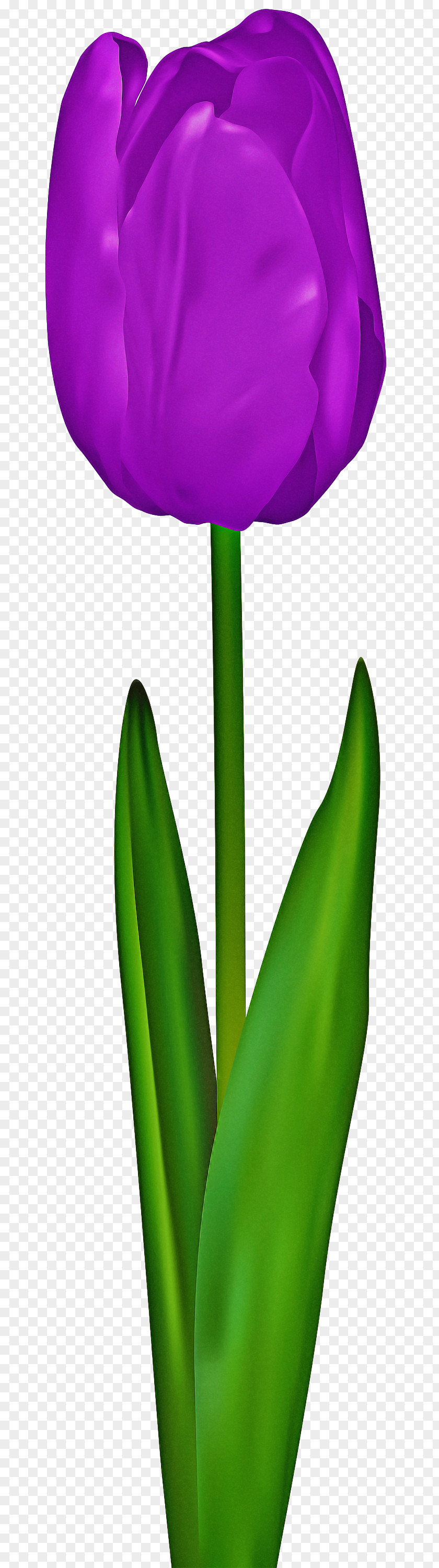 Plant Stem Flowering Flower Green Petal Leaf PNG