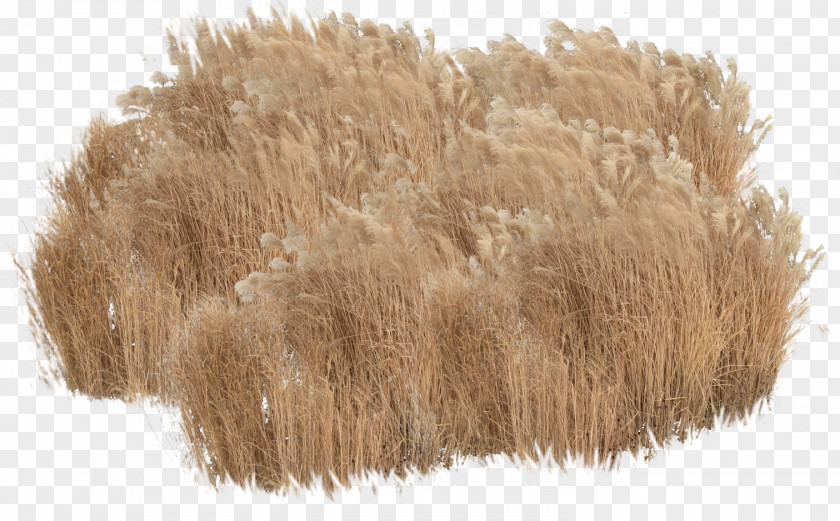 Vegetation Rendering Animation Plant PNG