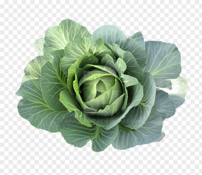 Cabbage Romaine Lettuce Spring Greens Collard Vegetarian Cuisine PNG