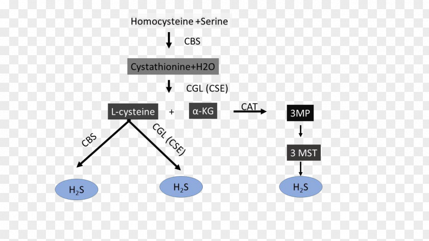 Cystathionine Beta Synthase 3-mercaptopyruvate Sulfurtransferase Cysteine Gamma-lyase Biosynthesis Hydrogen Sulfide PNG