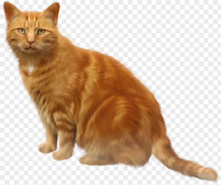 Fox Cute Kurilian Bobtail Somali Cat Kitten Clip Art PNG