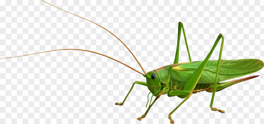 Grasshopper Locust Clip Art PNG