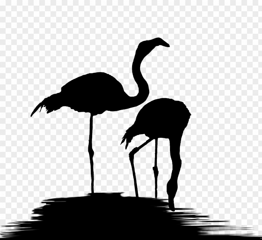 M Common Ostrich Water Bird Beak Black & White PNG