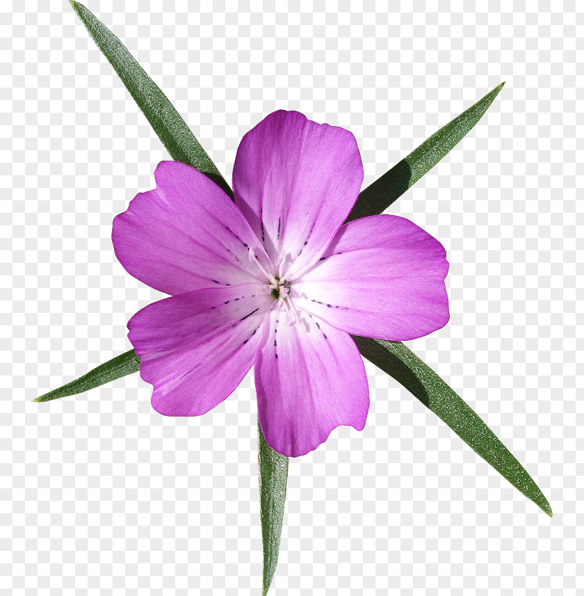 Petal Flower Good Plant Stem PNG
