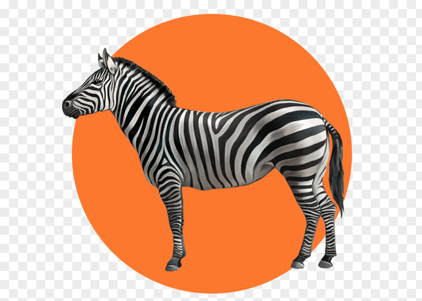 Quagga Snout Zebra Cartoon PNG