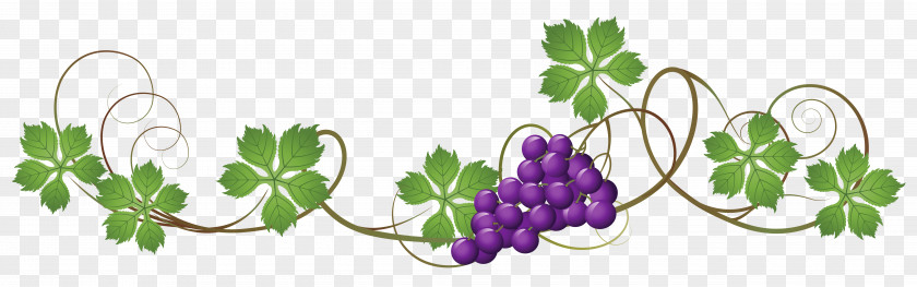 Vine Cliparts Transparent Grapevines Grape Leaves Clip Art PNG