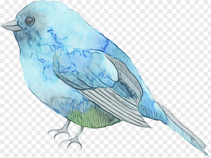 Bluebird Feather PNG