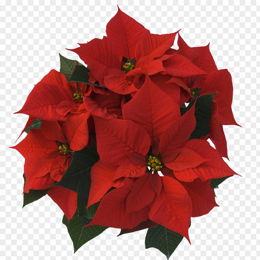 Saturnus Garden Roses Poinsettia Christmas Cut Flowers PNG