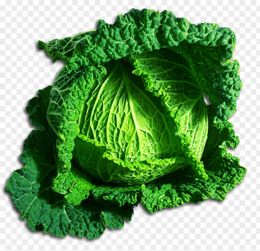Cabbage Leaf Vegetable Savoy PNG