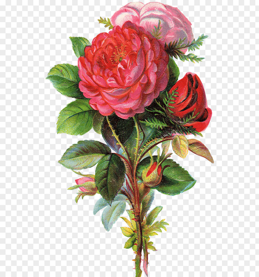 Flower Garden Roses Bokmärke Cabbage Rose Floral Design PNG