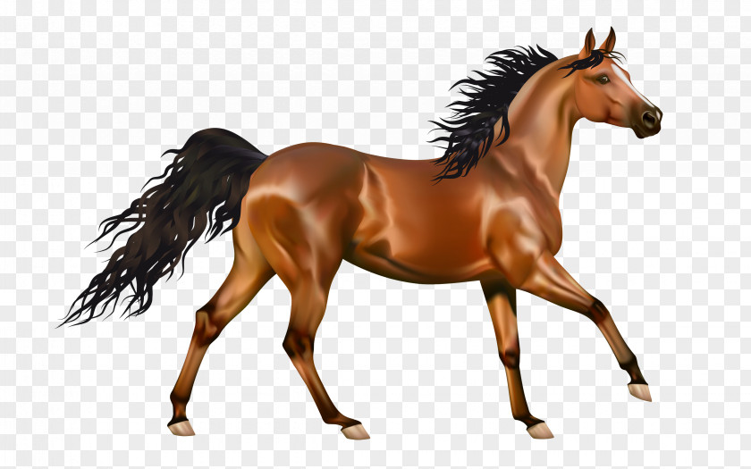 Horse Race Mustang Pony Desktop Wallpaper Clip Art PNG