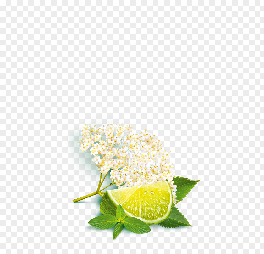 Lemon Elderflower Cordial Still Life Photography Citric Acid PNG