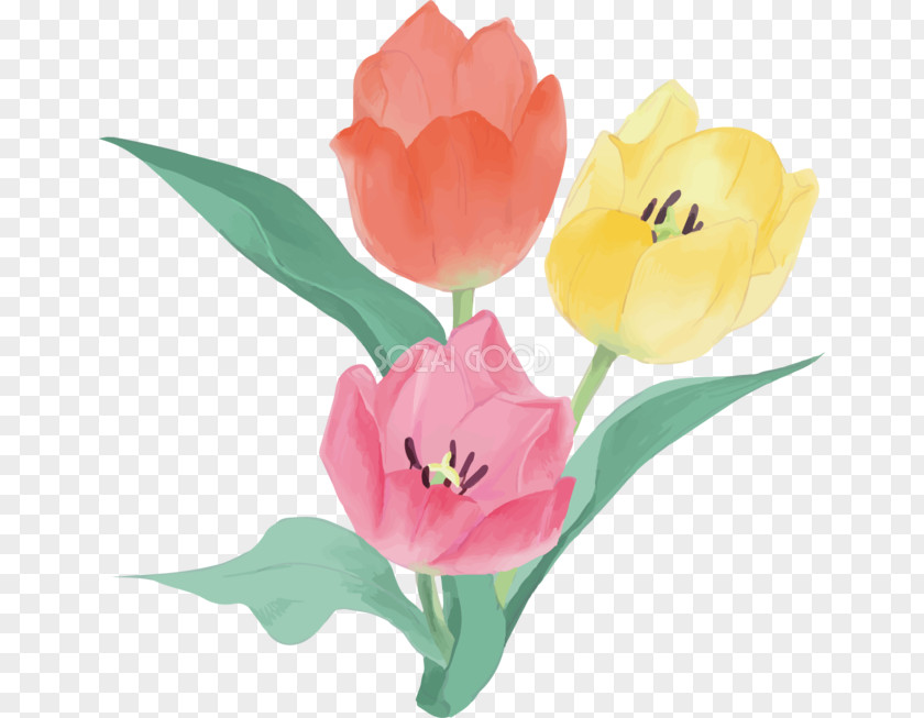 Tulip Floristry Cut Flowers Petal Plant Stem PNG