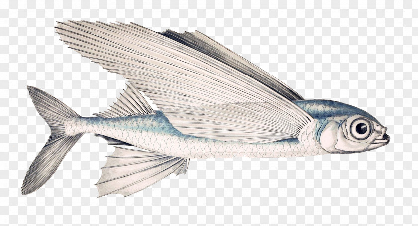 Winged Fish Exocoetus Volitans Subtropics Obtusirostris Genus PNG