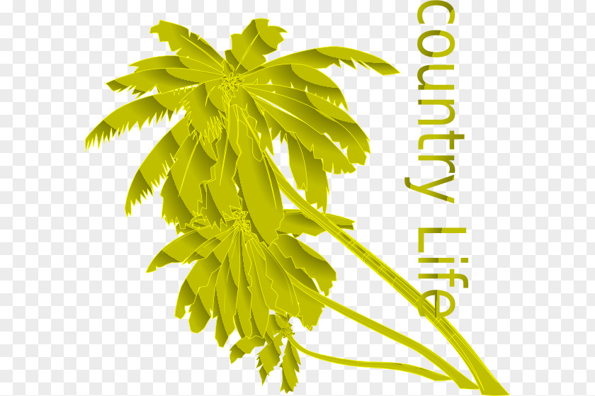 Country Vector Clip Art Drawing Graphics Image Palm Trees PNG