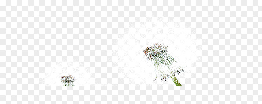 Dandelion Floral Design Pattern PNG