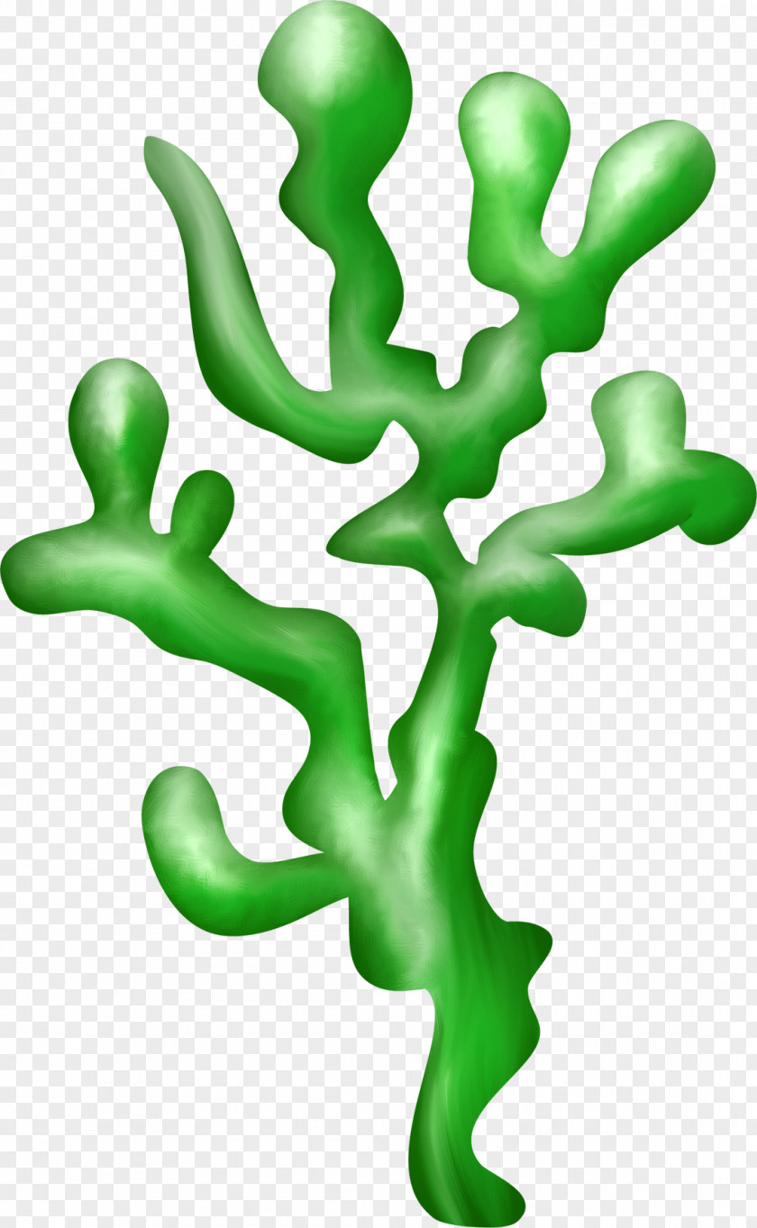 Plant Algae Seaweed Flora Clip Art PNG