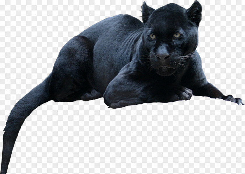 Black Panther Leopard Jaguar Cat Tiger PNG