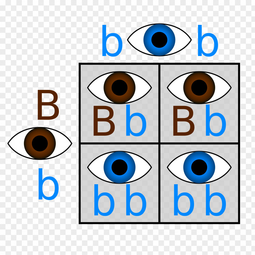 Colorful Eyes Punnett Square Dominance Genetics Eye Color PNG Image ...