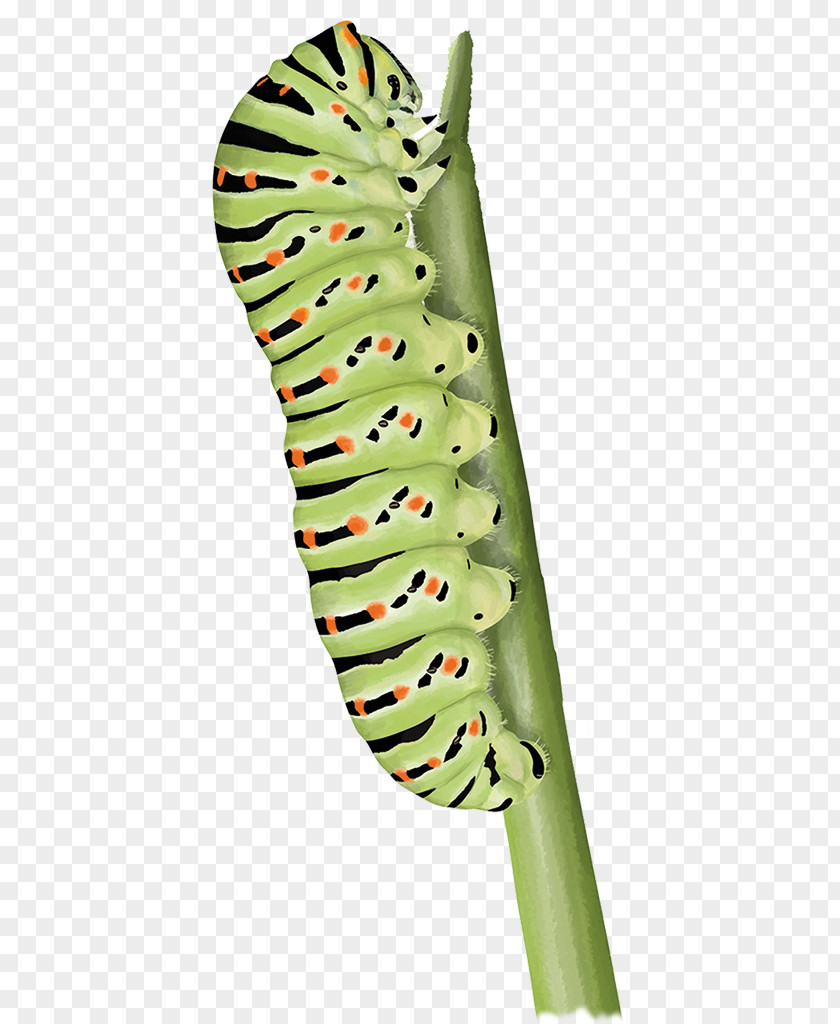 Daucus Carota Caterpillar Tropical Woody Bamboos Rattan Basket Flügel PNG