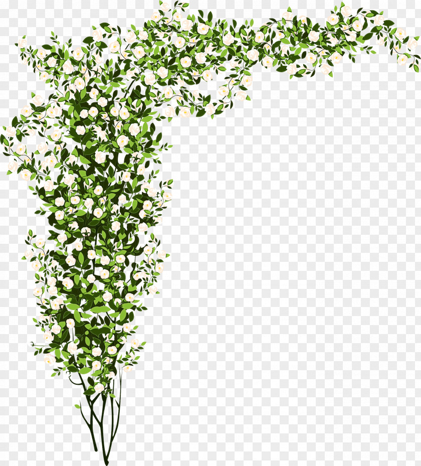 Ivy Family Flowering Plant PNG