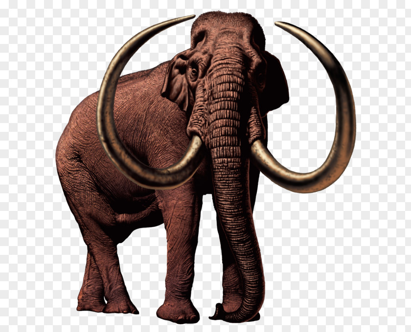 Mamoth Streamer African Elephant Mammuthus Meridionalis Woolly Mammoth Vertebrate American Mastodon PNG