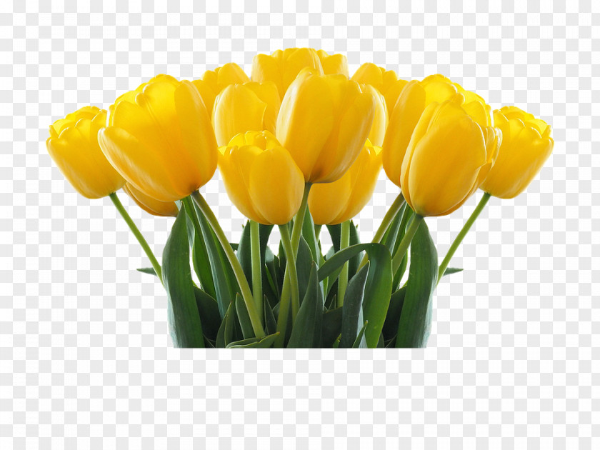 Tulips National Tulip Day Flower PNG