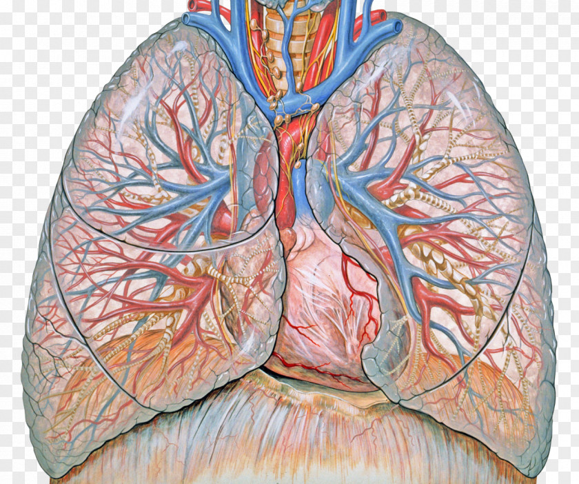 Cough Lung Respiratory System Disease Therapy Chronic Obstructive Pulmonary PNG