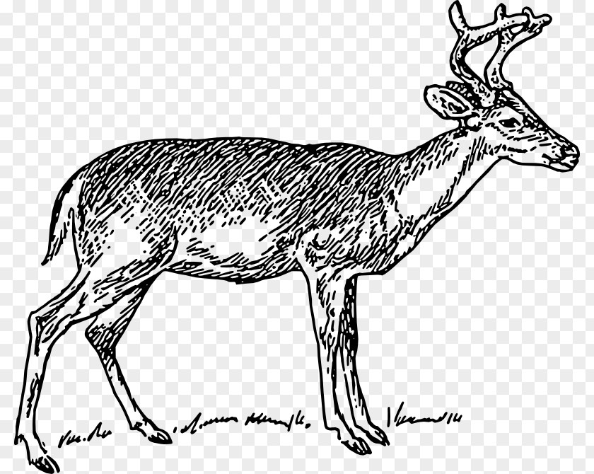 Elk Vector White-tailed Deer Clip Art PNG