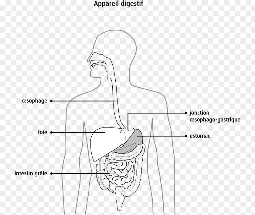 Esophagus Pancreas Digestion Human Digestive System Bile Anatomy PNG