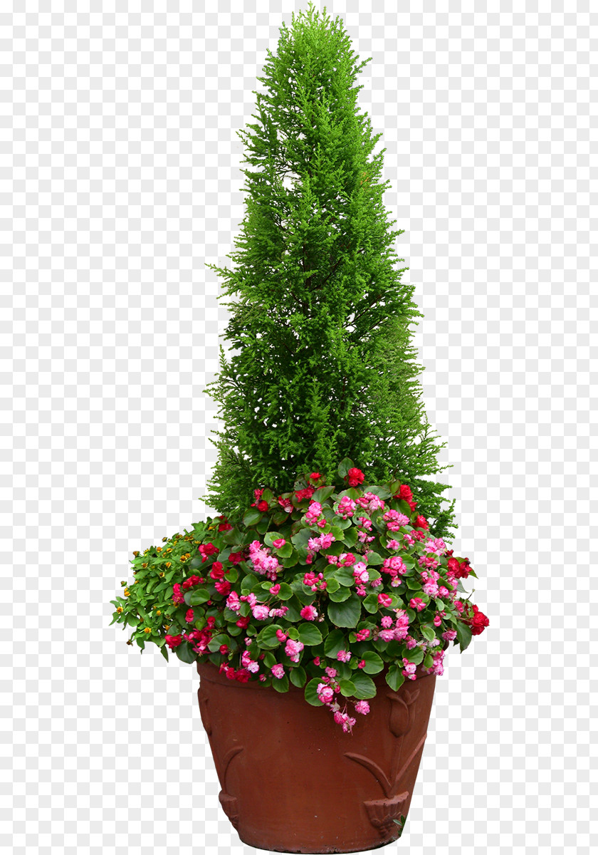 Grass Yew Family Spruce PNG