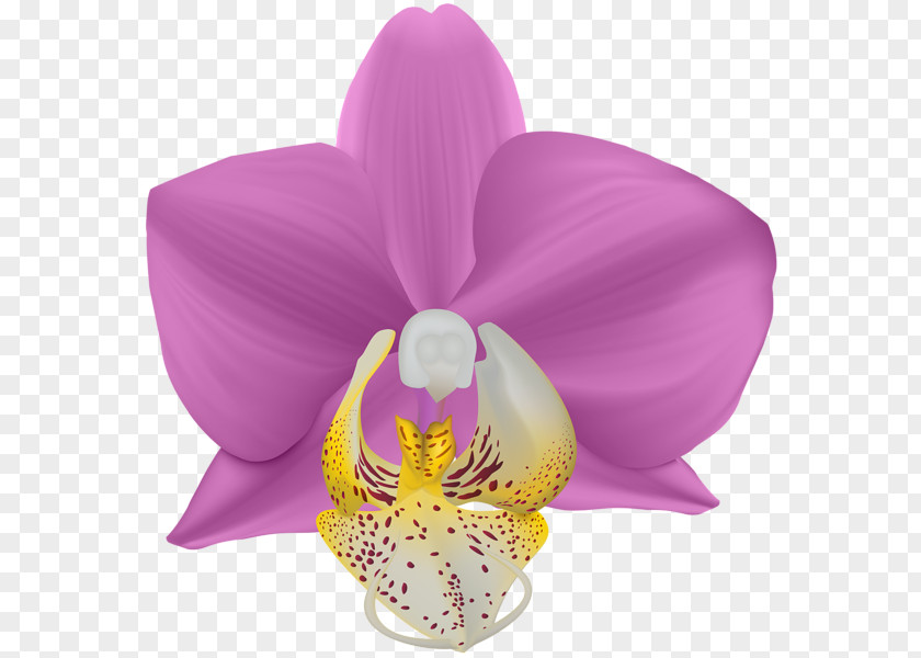 Lilac Moth Orchids Violet Cut Flowers PNG